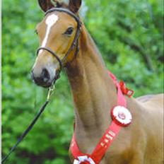 Dansk Varmblod Midt-West Madonna