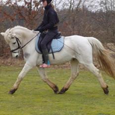 Anden særlig race .» Silver. - HALVPENSION!