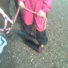 Anden særlig race Bonnie