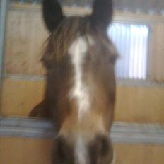 Anden særlig race Bonnie