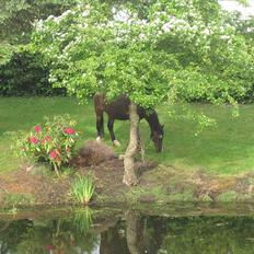 Anden særlig race Ibrahim