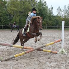 New Forest Simba Grisen <333333