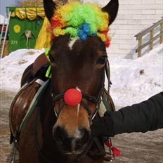 Anden særlig race May Day<3*Gml.part&solgt*