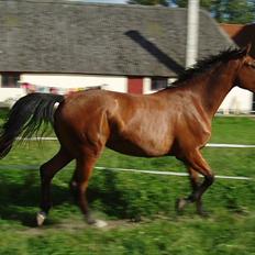 Dansk Varmblod chili solgt