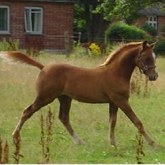 Anden særlig race Farmens Joey