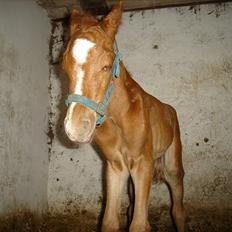 Anden særlig race Farmens Joey
