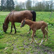 Anden særlig race Farmens Joey
