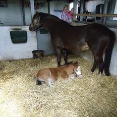 Welsh Mountain (sec A) Rø´s Status Quo Sec A