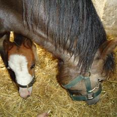 Welsh Mountain (sec A) Rø´s Status Quo Sec A