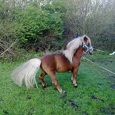 Miniature Herkules RIP!<3