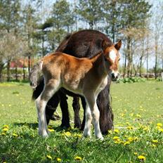 Anden særlig race Vanggaarden's Evermore