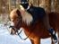 Anden særlig race Sasha DEN SAVNEDE<3 - Your simply the best!<3 Nytårs dag 10/11