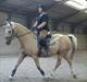 Palomino Samson *SOLGT*