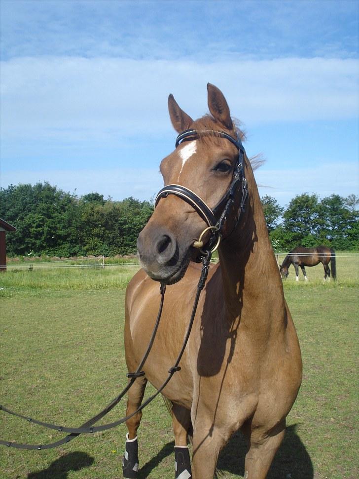 DSP Bobby Joe *solgt* billede 7