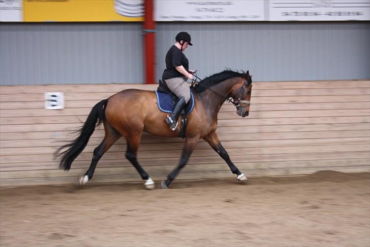 Dansk Varmblod Landlyst´s Sir Barry(himmelhest) billede 19