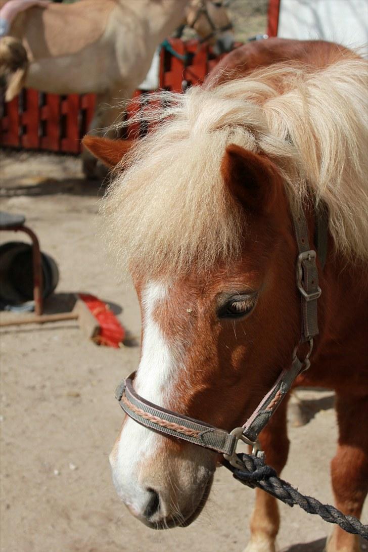 Anden særlig race Sasha DEN SAVNEDE<3 - fotograf: Sabrina (; billede 8