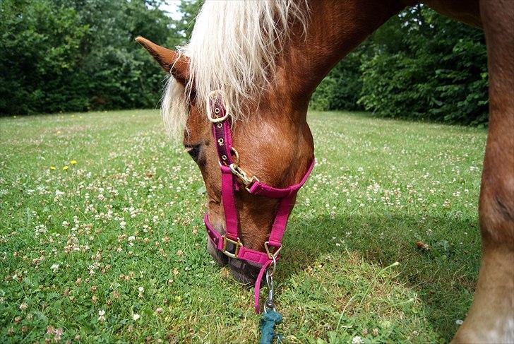 Anden særlig race Sasha DEN SAVNEDE<3 - Hyggedag sommeren 2010 kun dig og mig! (-: <3 billede 9