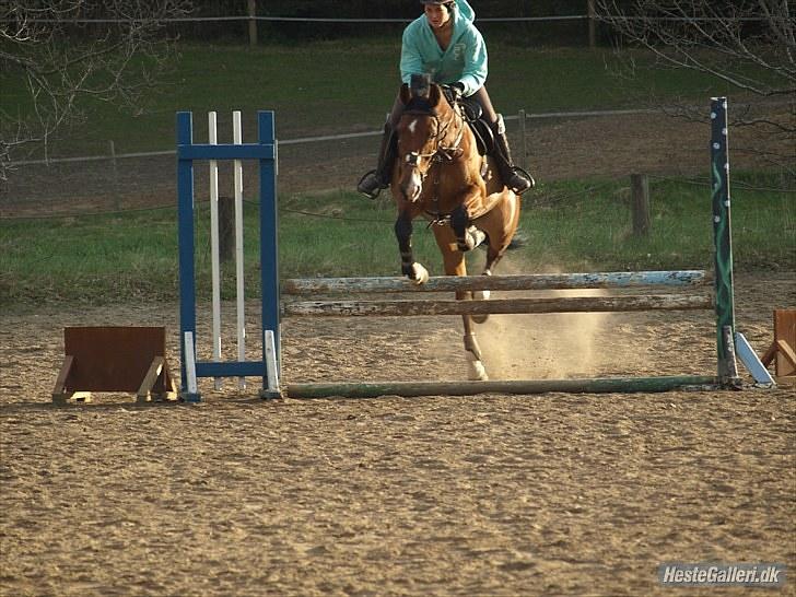 Dansk Varmblod SECOND LADY - klumset spring :b billede 5