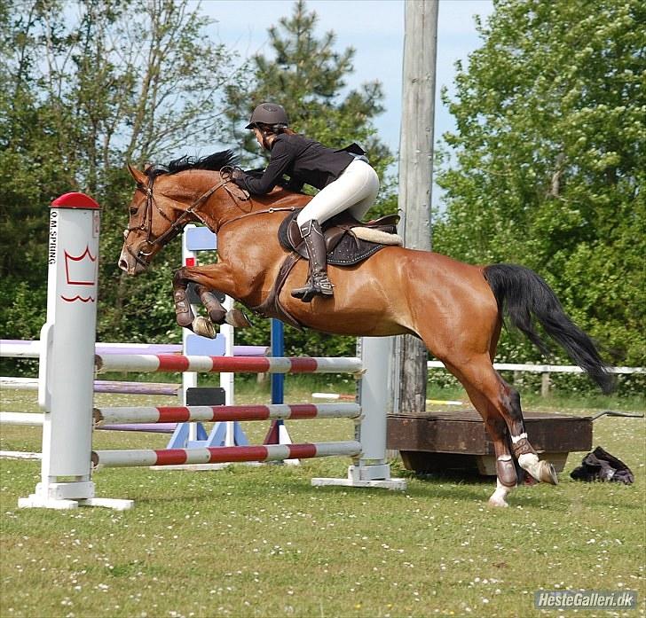 Dansk Varmblod SECOND LADY - Lady i en lb som de vandt :b billede 6