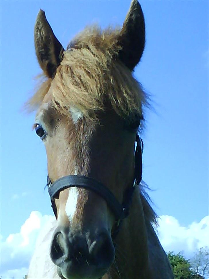 Welsh Pony (sec B) Valentins Lamirado  billede 6