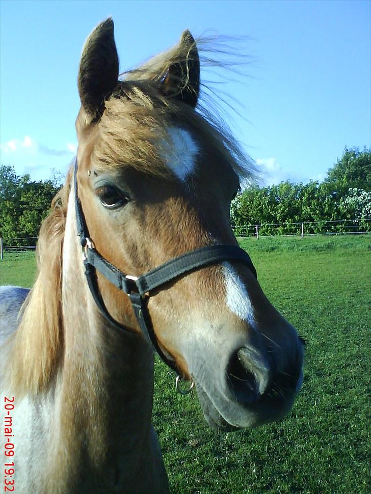 Welsh Pony (sec B) Valentins Lamirado  billede 7