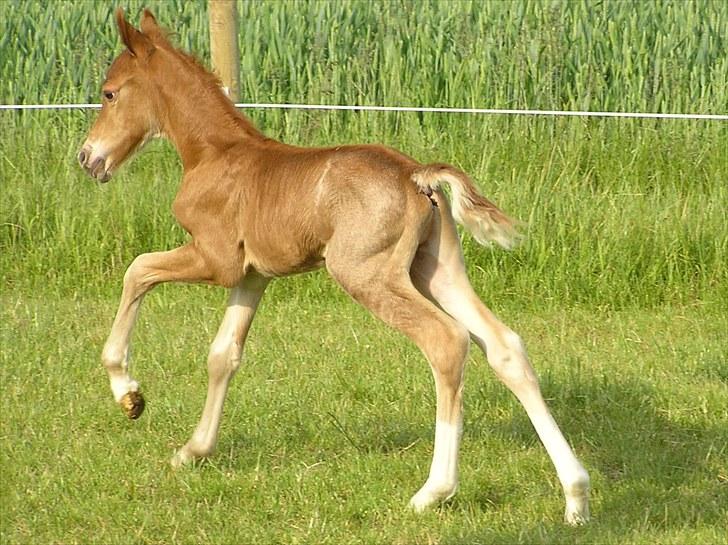 Welsh Pony (sec B) Valentins Lamirado  - wuu huu billede 10