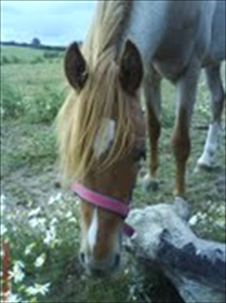 Welsh Pony (sec B) Valentins Lamirado  billede 11
