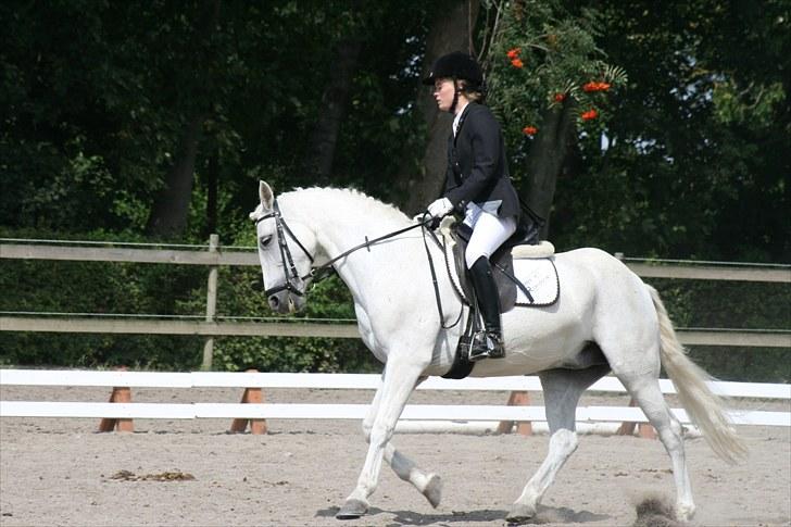 Anden særlig race sasja B PONY ! ILY. SOLGT billede 10