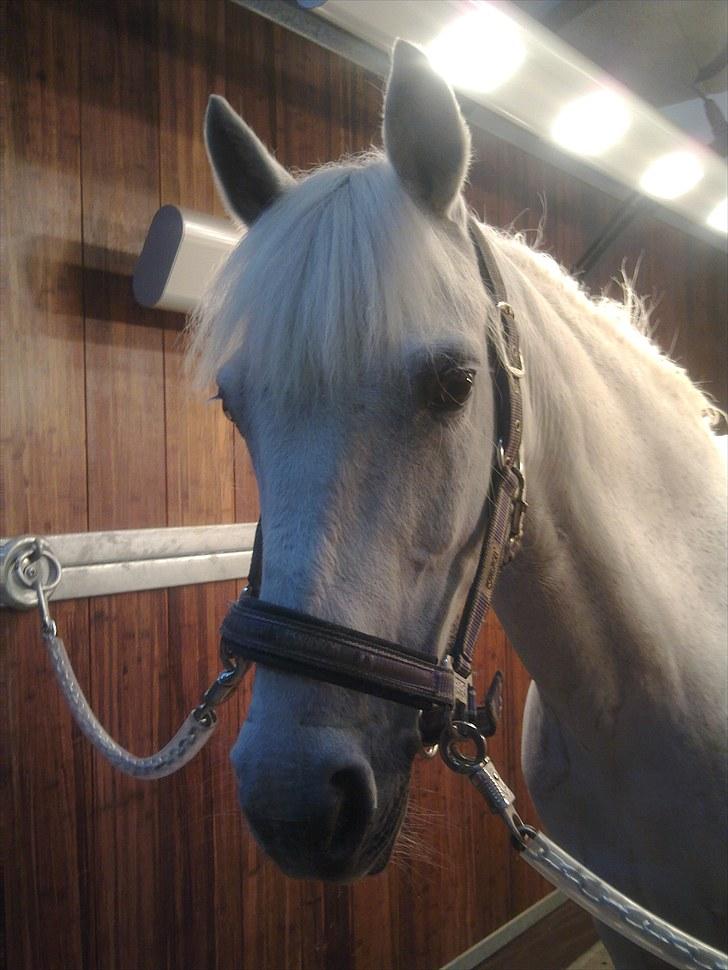 Anden særlig race sasja B PONY ! ILY. SOLGT - sasja pigen i solarie<3 billede 12