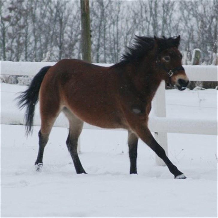 Gotlandsruss Bolina *Solgt&Savnet<3* - Søde Bolina i sneen :)) Billede er taget af min mor... billede 4