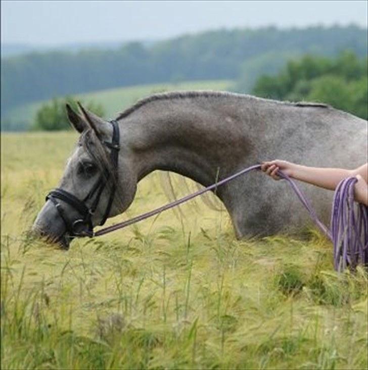 Arabisk fuldblod (OX) BAGIWA's AMIR - foto: daddy. Anders thrysøe billede 1