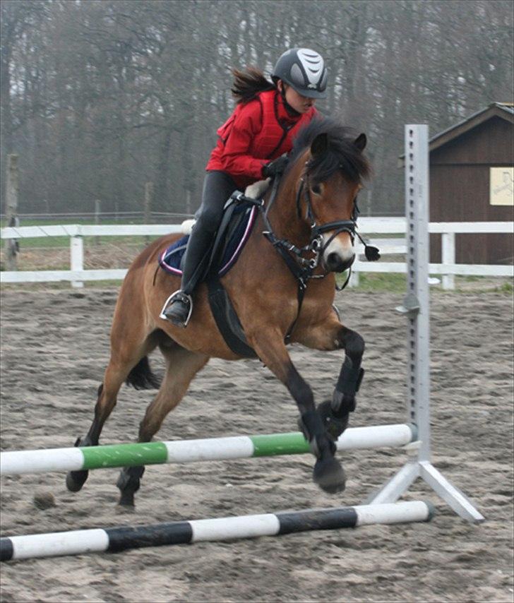 Gotlandsruss Bolina *Solgt&Savnet<3* - Spring <33 
Billede er taget af min mor... billede 10