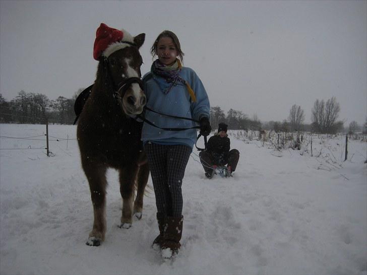 Anden særlig race Sasha DEN SAVNEDE<3 - Sasha i sneen med kælk (: Fotograf: Sabrina billede 13