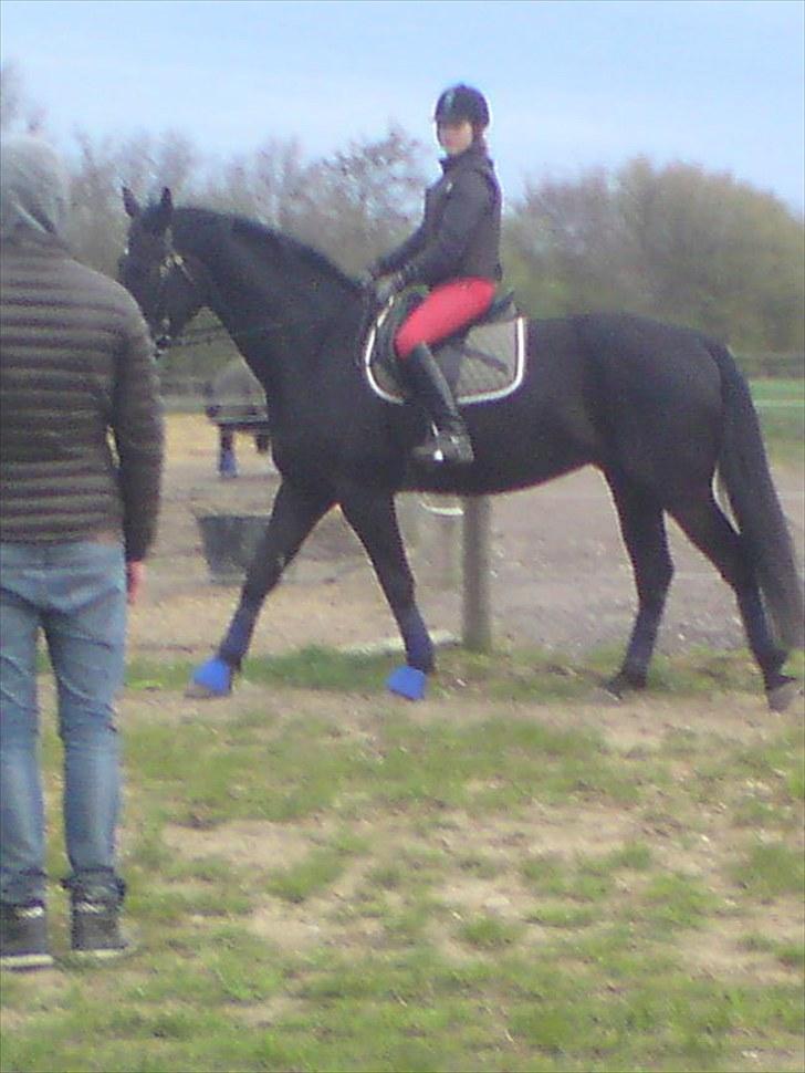 Oldenborg Møllevangs Lucky ( aflivet ) - første gang til spring undervisning billede 2