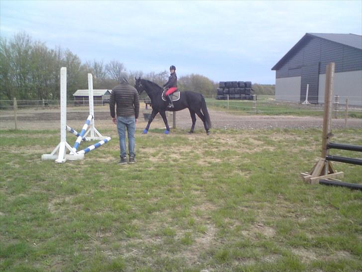 Oldenborg Møllevangs Lucky ( aflivet ) - første gang til springundervisning billede 3