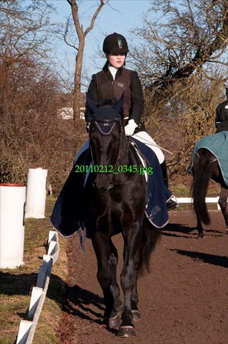 Oldenborg Møllevangs Lucky ( aflivet ) billede 1