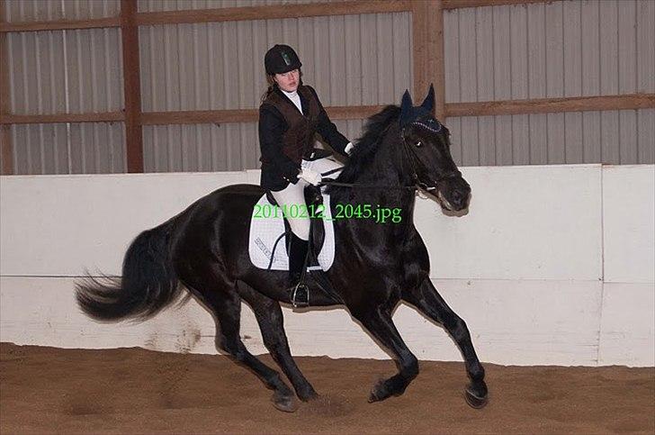 Oldenborg Møllevangs Lucky ( aflivet ) billede 5