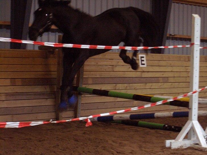 Oldenborg Møllevangs Lucky ( aflivet ) - Første gang han blev løssprunget(: billede 6