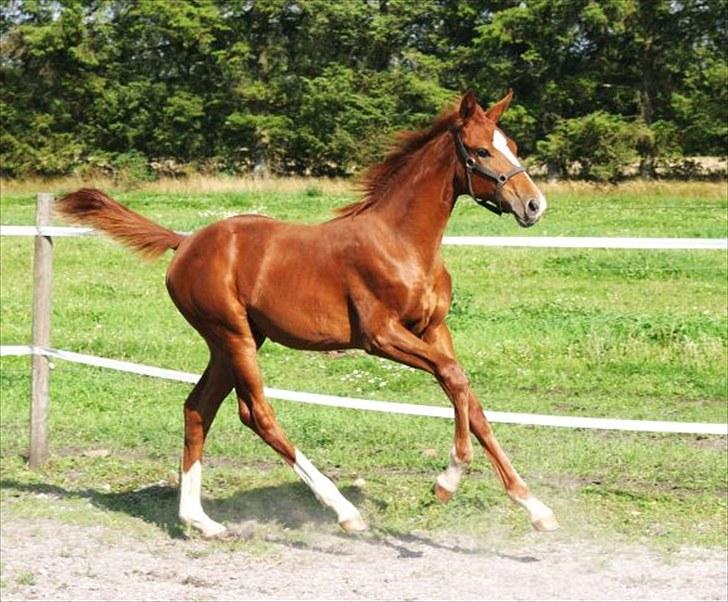 Dansk Varmblod Little Lucy Loo levert tilbage! billede 1