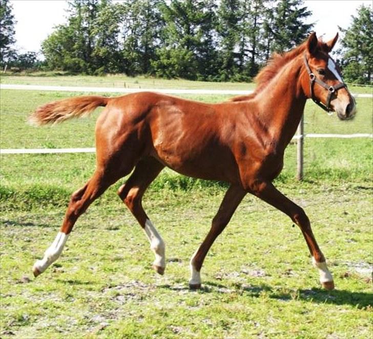 Dansk Varmblod Little Lucy Loo levert tilbage! billede 2