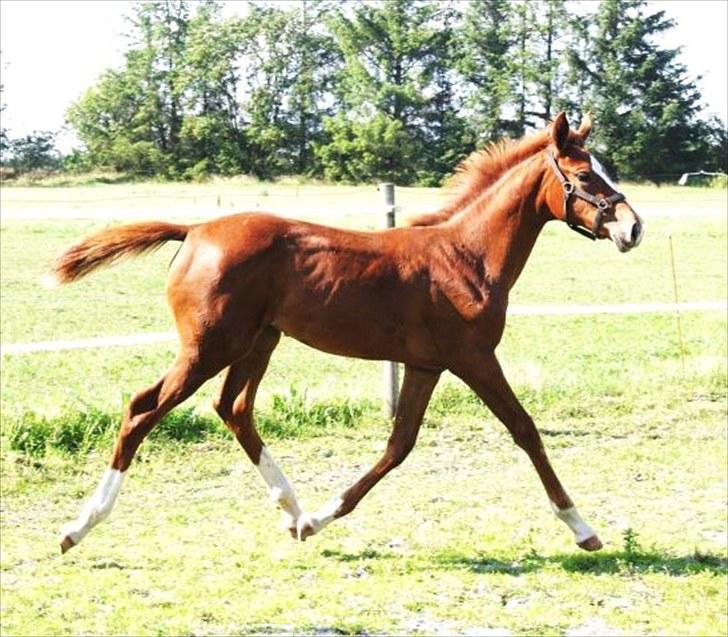 Dansk Varmblod Little Lucy Loo levert tilbage! billede 3