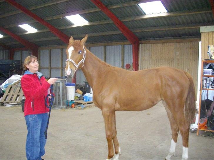 Dansk Varmblod Little Lucy Loo levert tilbage! billede 4