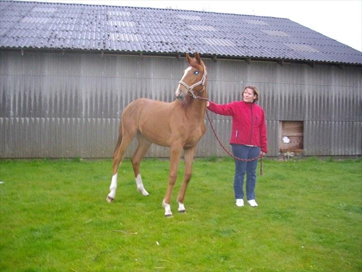 Dansk Varmblod Little Lucy Loo levert tilbage! billede 5