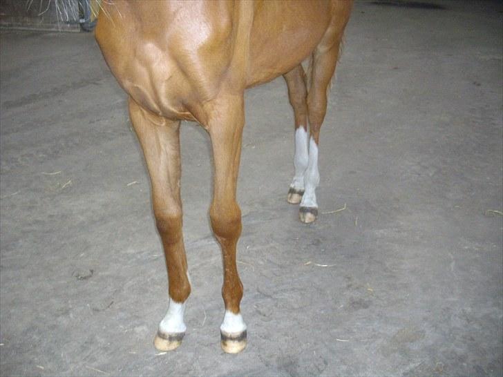 Dansk Varmblod Little Lucy Loo levert tilbage! billede 6