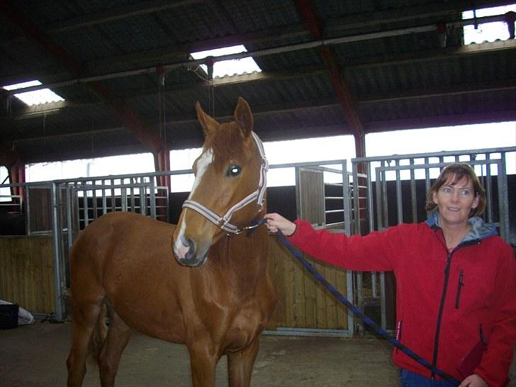 Dansk Varmblod Little Lucy Loo levert tilbage! billede 7