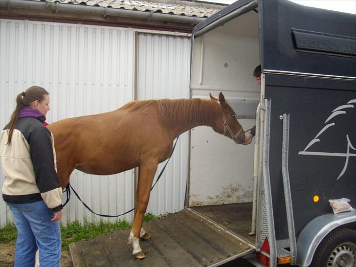 Dansk Varmblod Little Lucy Loo levert tilbage! billede 8