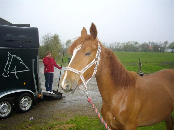 Dansk Varmblod Little Lucy Loo levert tilbage! billede 9