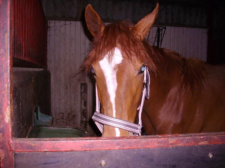 Dansk Varmblod Little Lucy Loo levert tilbage! billede 10