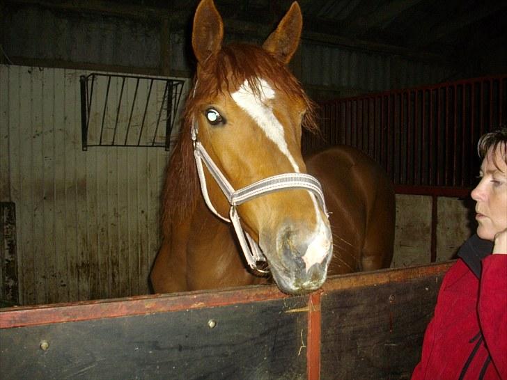 Dansk Varmblod Little Lucy Loo levert tilbage! billede 11