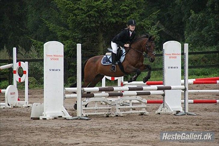 Anden særlig race Feline SOLGT - Diskriktstævne på NSR.  billede 15